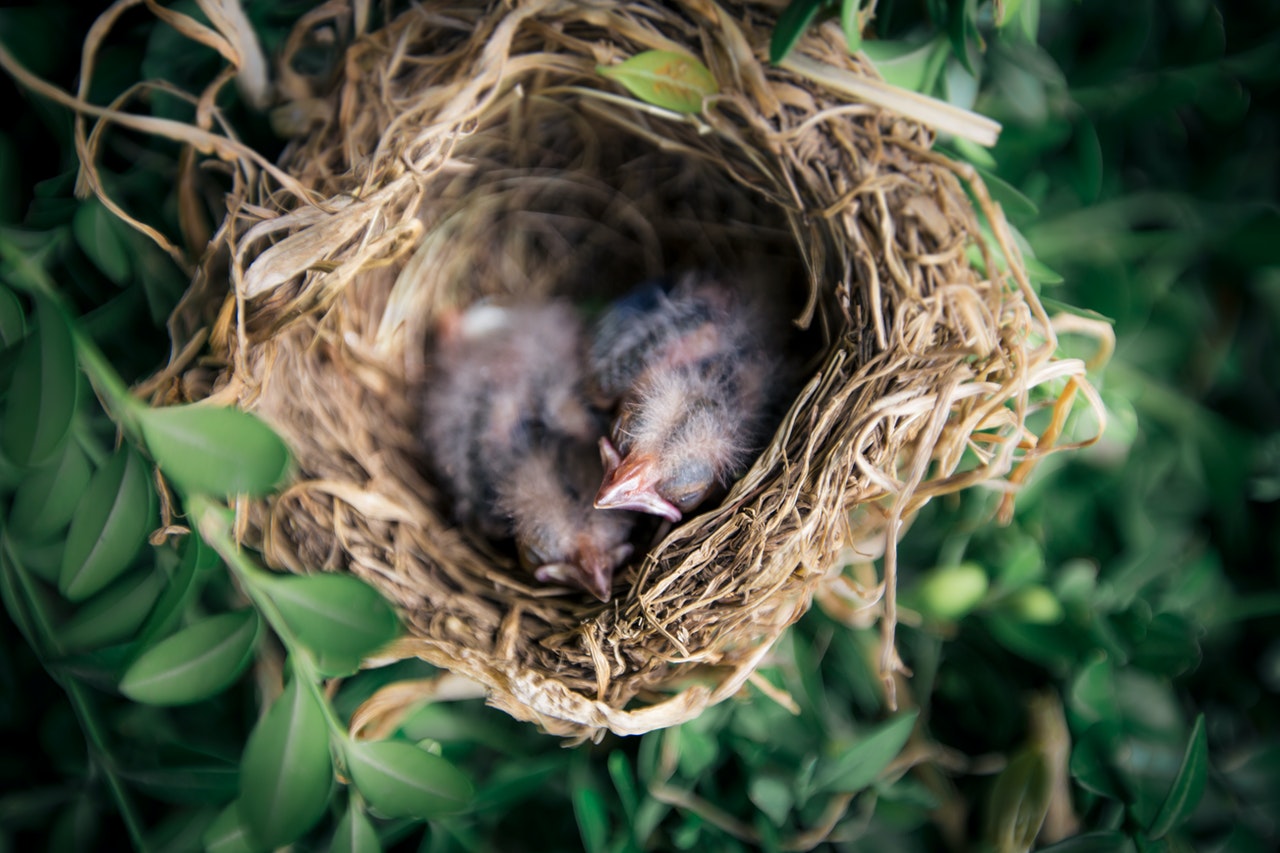 Conheça as aves migratórias que usam os parques de São Paulo para se reproduzir